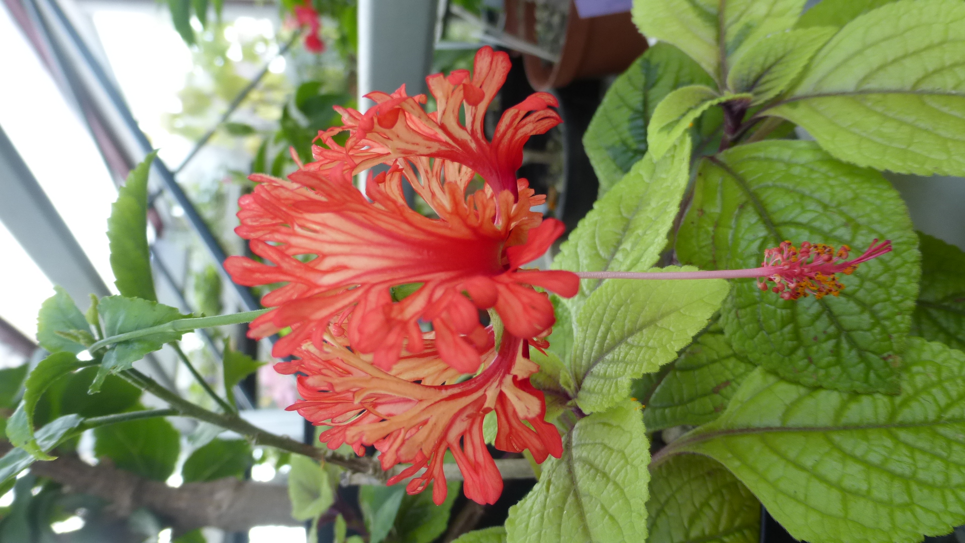 Hibiscus schizopetalus