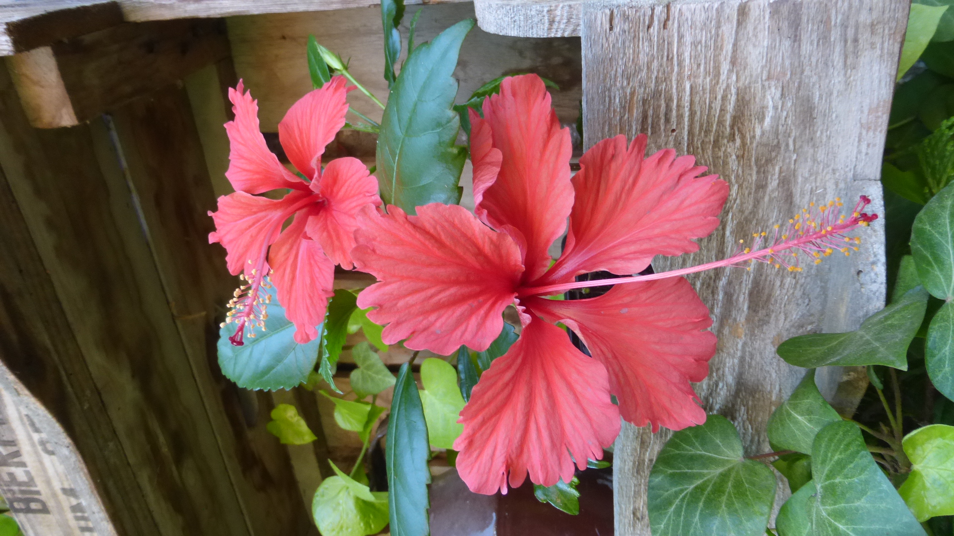 Hibiscus Psyche