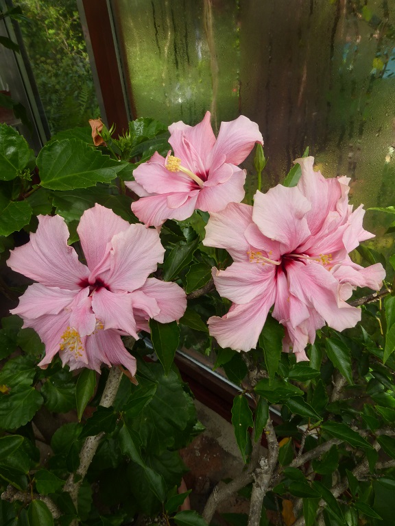 Hibiscus Annelie