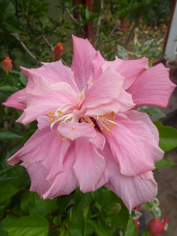 Hibiscus Annelie (Camilla)