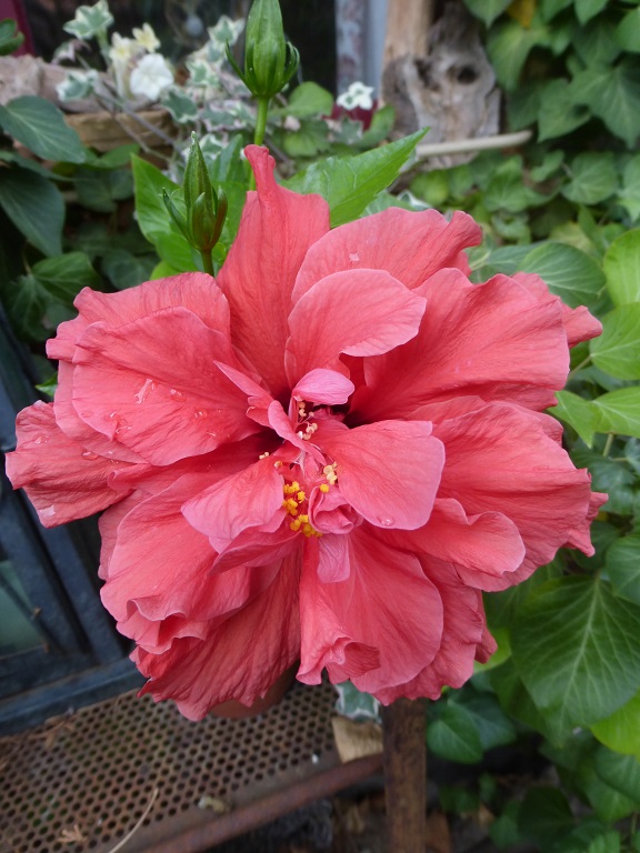 Hibiscus  Classic Red