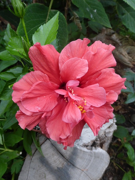 Hibiscus  Classic Red