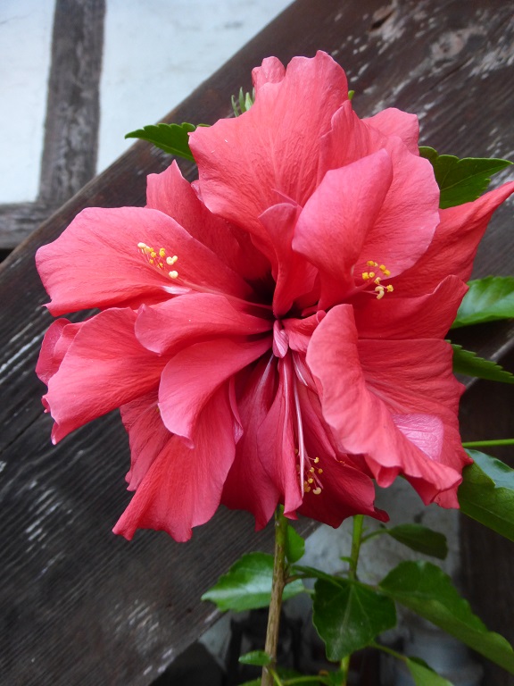 Hibiscus  Classic Red