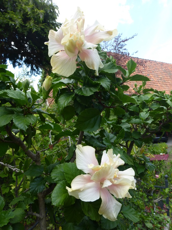 Hibiscus White Kalakaua