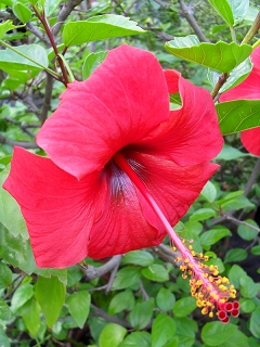 Hibiscus  Camdenii