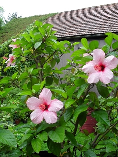 Hibiscus Natal