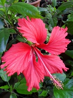 Hibiscus Psyche