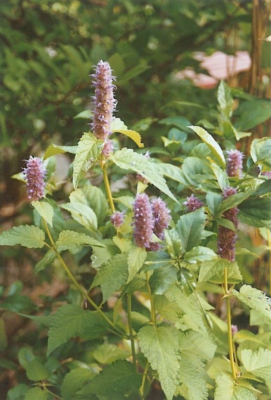 Herrlich duftendes Teekraut - die Agastache