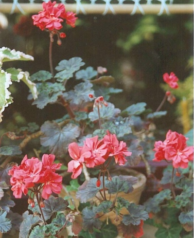 Pelargonie Eclipse