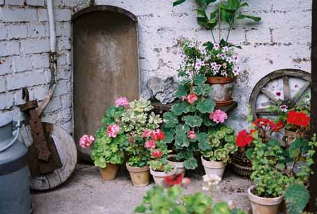 Pelargonienecke