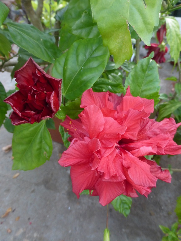 Hibiscus Bloodred Carnation