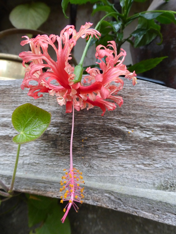 Hibiscus schizopetalus